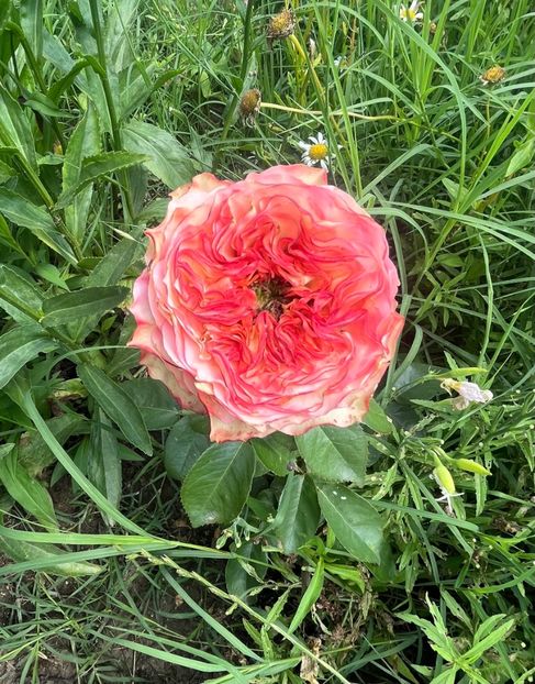 7A0DEF12-DC28-46E7-A4D7-41D282E8C057 - Trandafiri la balta 2023 2