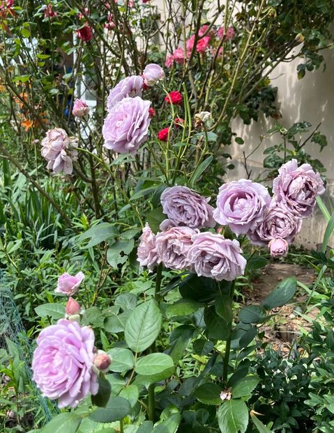 7843F120-B276-4990-B237-170950A8D915 - Trandafiri la balta 2023 2