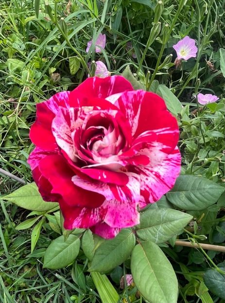 0EA4393B-BD26-44CE-A289-00793524928C - Trandafiri la balta 2023 2