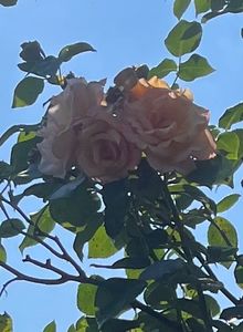 B1831921-39D6-488A-882C-CF1528C8B638 - Trandafiri 2023 3 2024