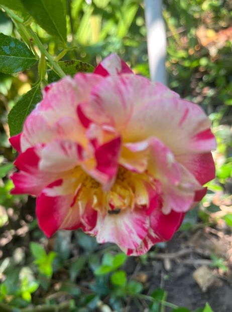 795CCC50-9671-4401-94F7-56F20A56FDF2 - Trandafiri 2023 3 2024