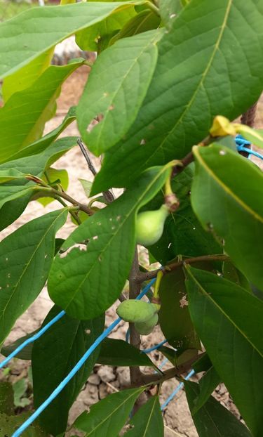 Primele 3 fructe - Banana Nordului Paw Paw Prima