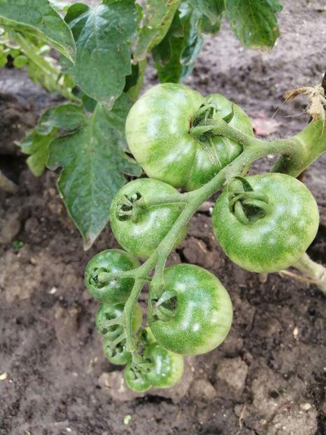  - Gradina cu legume-2017-acasa recolte 2018 - 2023