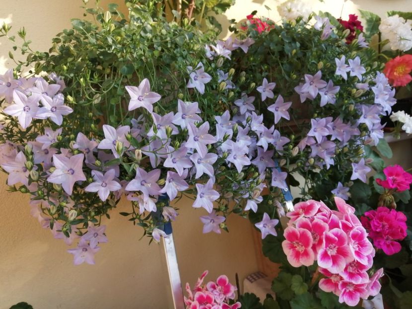  - Campanula