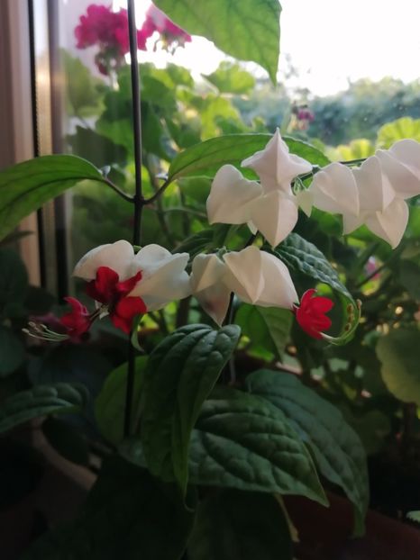  - Clerodendrum Thomsoniae