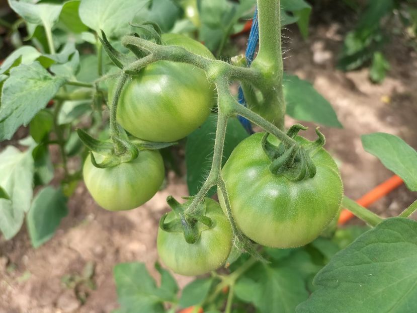 IMG20230617142912 - solarul