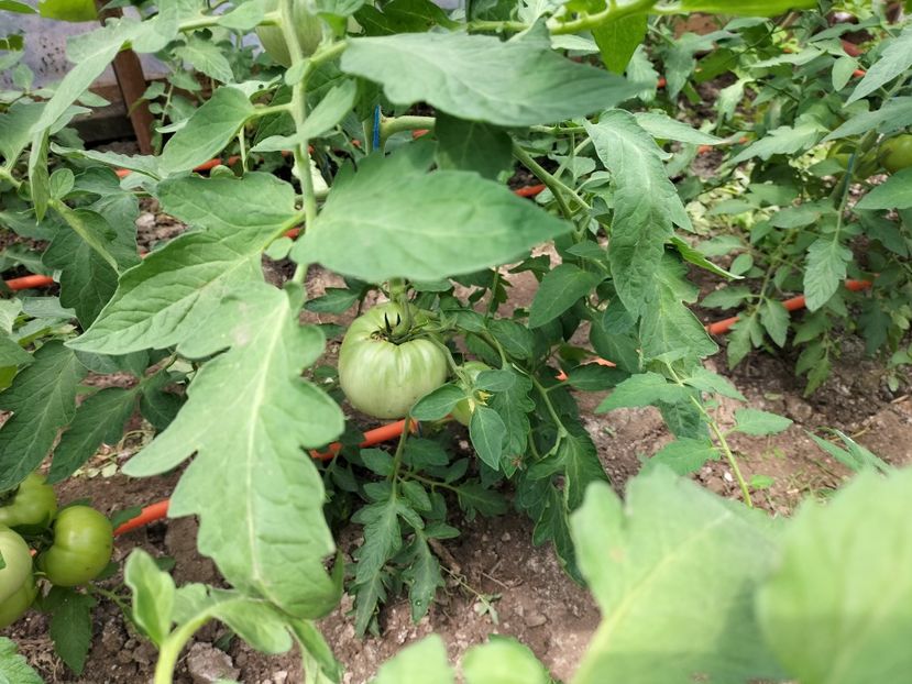 IMG20230617142625 - solarul