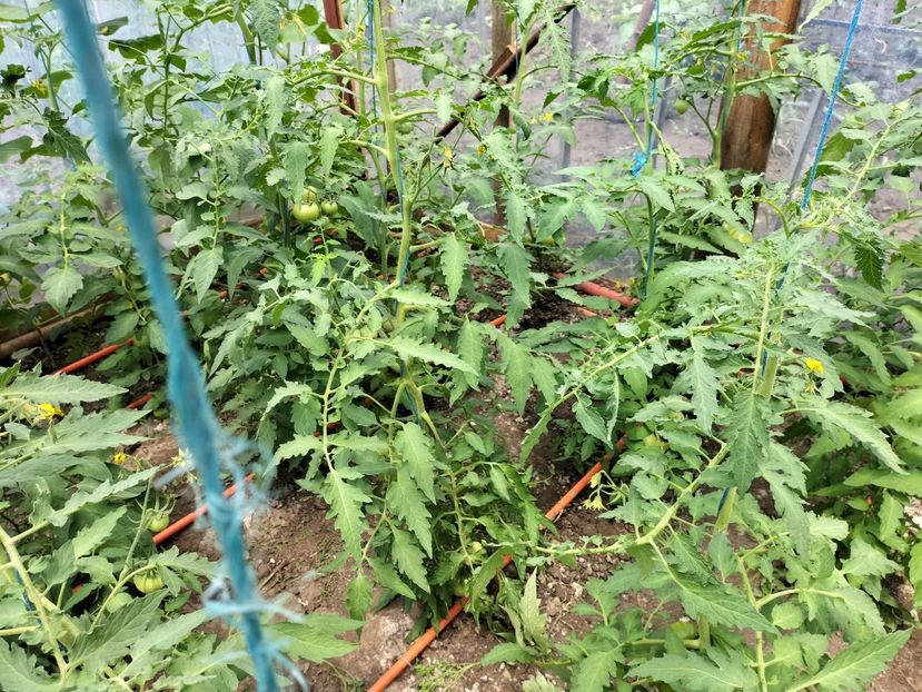 IMG20230617142612 - solarul