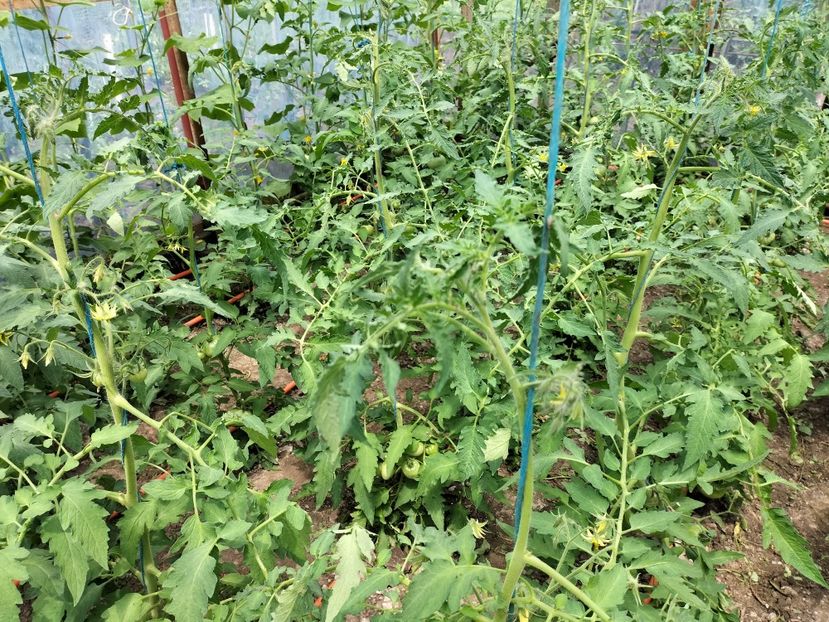 IMG20230617142553 - solarul