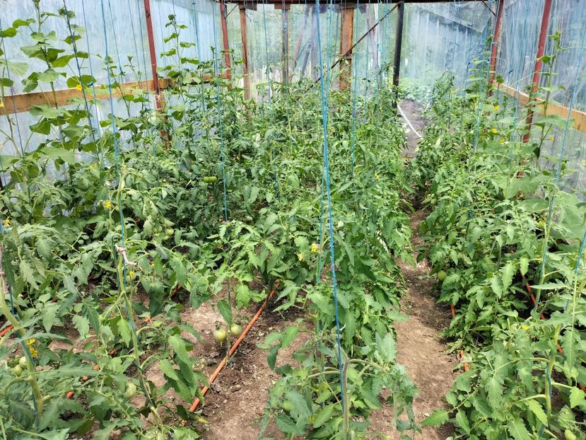 IMG20230617142527 - solarul