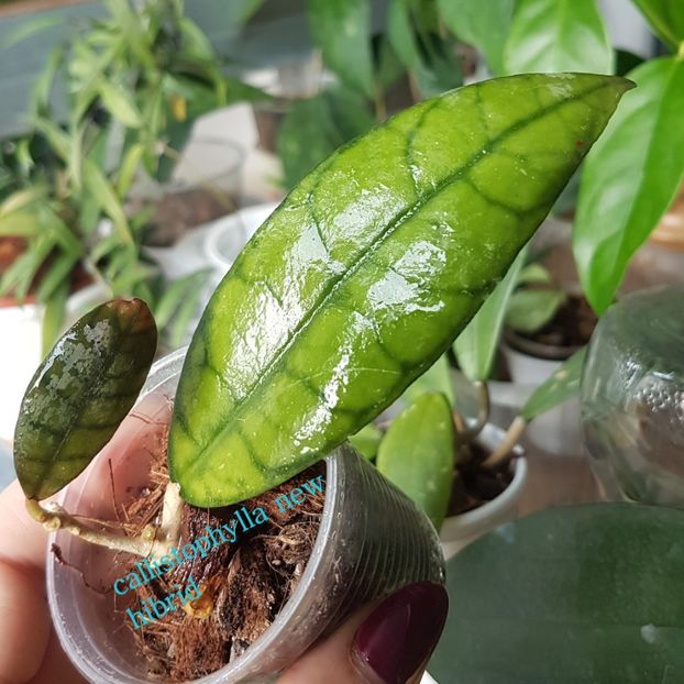  - callistophylla new hibrid