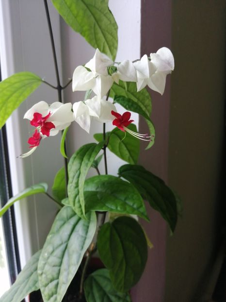  - Clerodendrum Thomsoniae