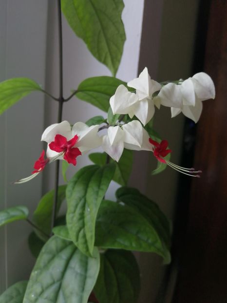  - Clerodendrum Thomsoniae