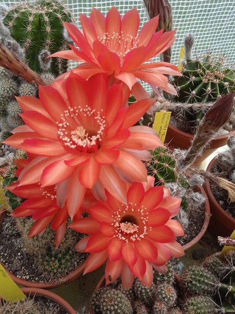  - Echinopsis hb Raoul Wallenberg