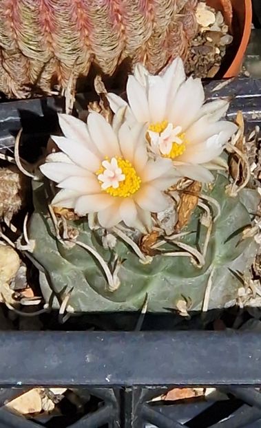 2023- Turbinicarpus - Cactusi si suculente 2020-2021-2022-2023- 2024