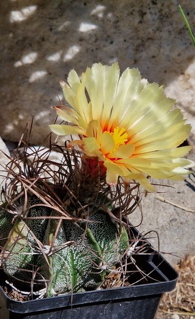 Astrophytum capricorne - Astrophytum