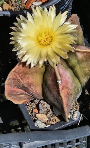 Astrophitum myriostigma nudum - Astrophytum