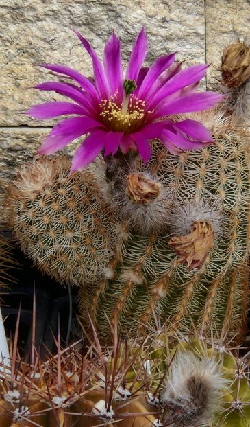 O noua floare - Echinocereus