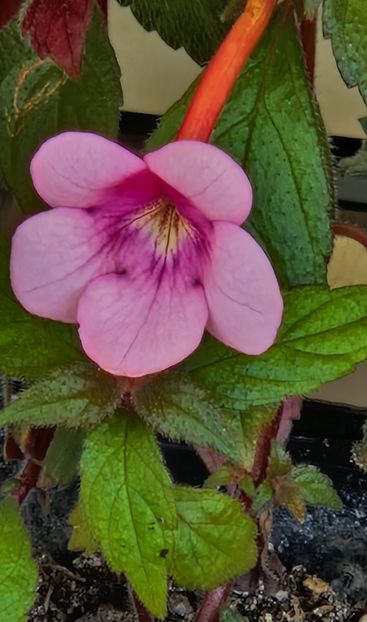 Peach blossom - Achimenes 2023