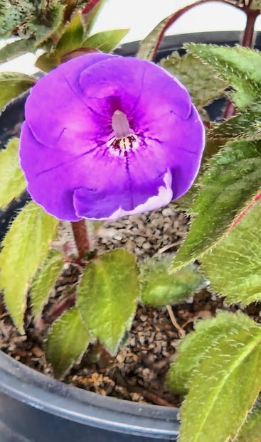 Odesa Blue - Achimenes 2023