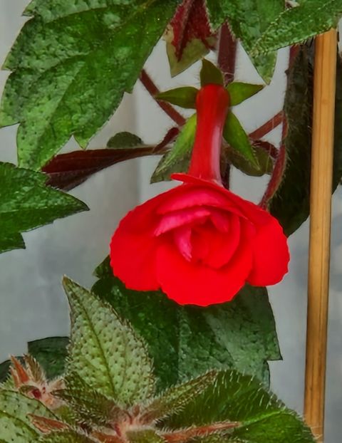 Stan's Delight - Achimenes 2023