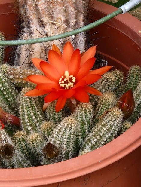  - Chamaecereus silvestrii