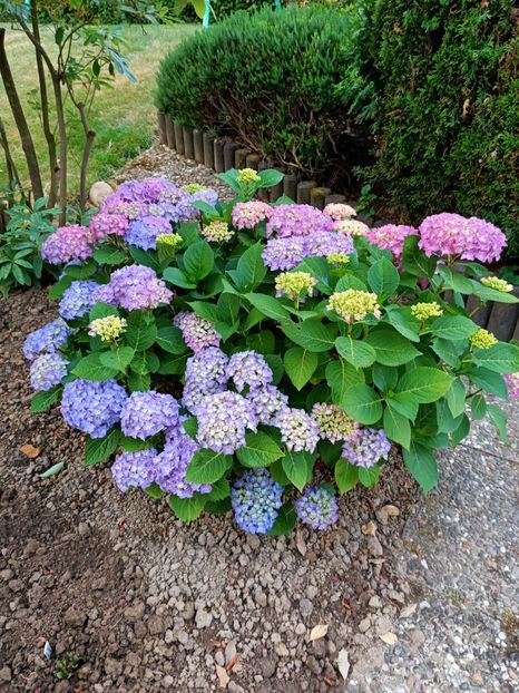 Img.2023.06.21- hortensia - Grădina mea