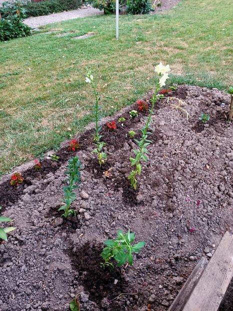 Img.2023.06.21 - Grădina mea