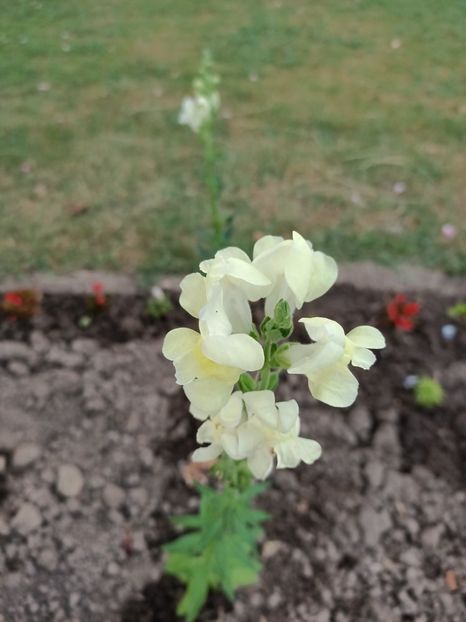 Img.2023.06.21- gura leului - Grădina mea