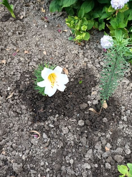 Img.2023.06.21- crini - Grădina mea