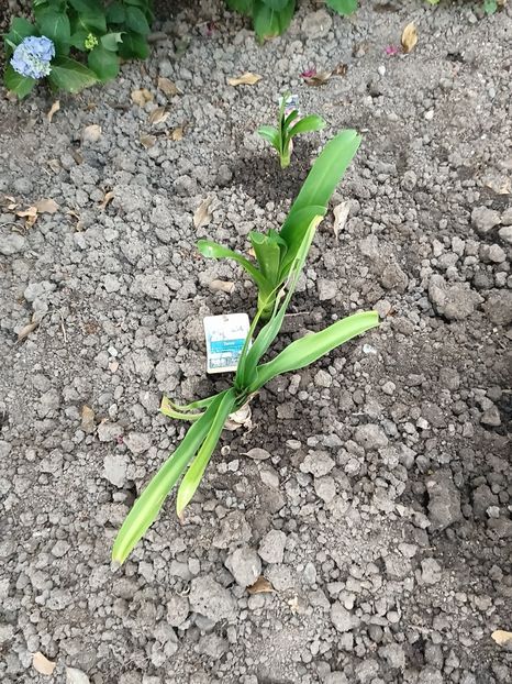 Img.2023.06.21 - Grădina mea