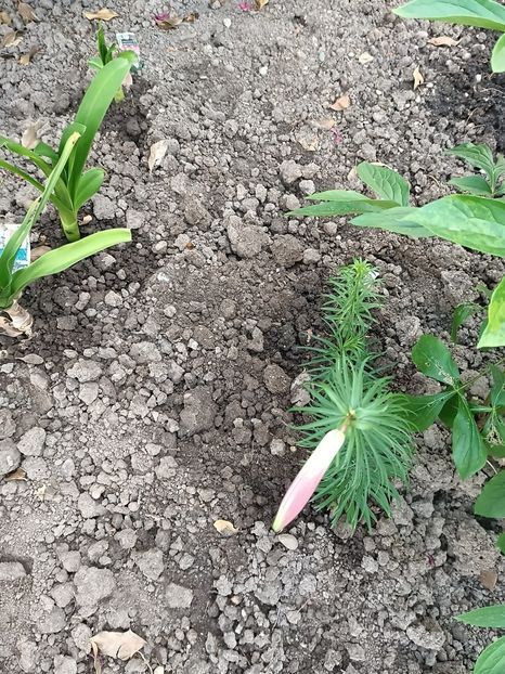 Img.2023.06.21 - Grădina mea