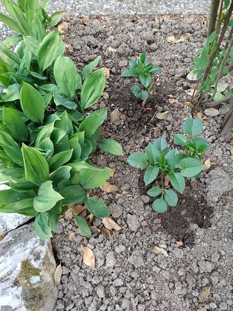 Img.2023.06.21- dalii & lăcrămioare - Grădina mea