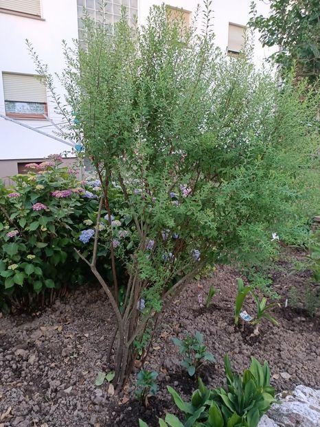 Img.2023.06.21 - Grădina mea