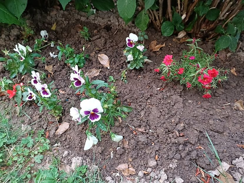 Img.2023.06.21 - Grădina mea