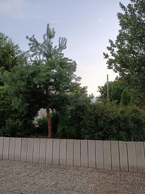 Img.2023.06.21 - Grădina mea