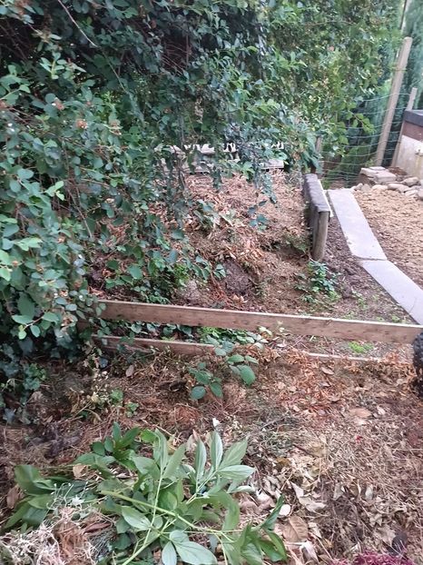 Img.2023.06.21 - Grădina mea