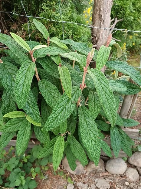 Img.2023.06.21 - Grădina mea