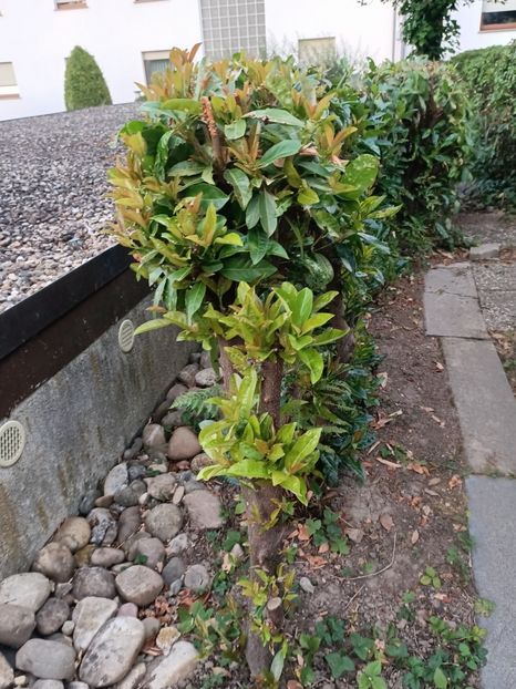 Img.2023.06.21 - Grădina mea