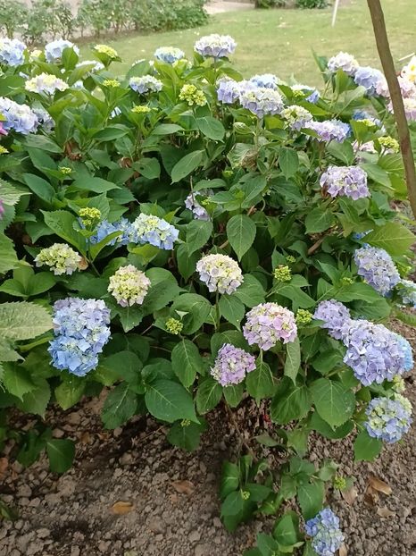 Img.2023.06.21- hortensia - Grădina mea