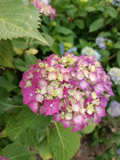 Img.2023.06.21 - Grădina mea