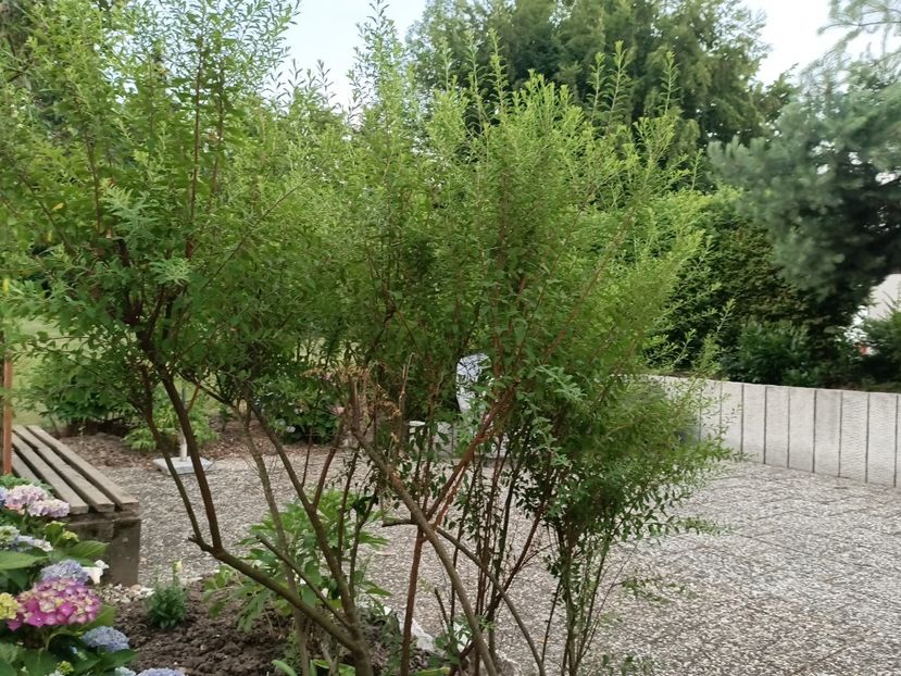 Img.2023.06.21 - Grădina mea