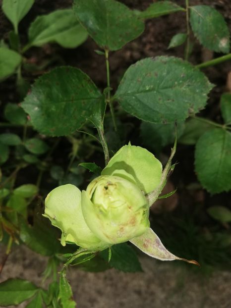 Mulțumesc! - Flori 2023