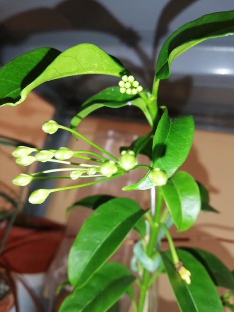 Mulțumesc! - Flori 2023