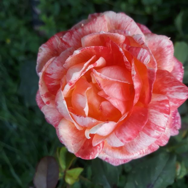 O singură floare. Slăbuț. Iunie 2023 - Marvelle