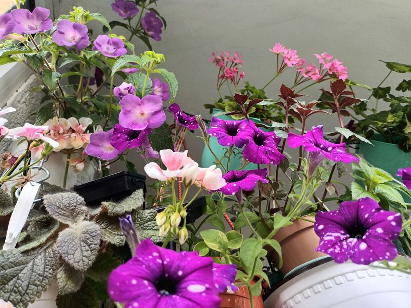  - Linişte şi flori