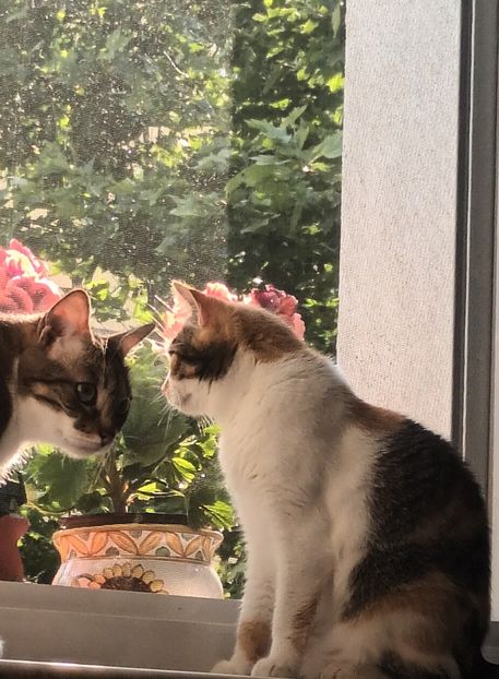  - Linişte şi flori