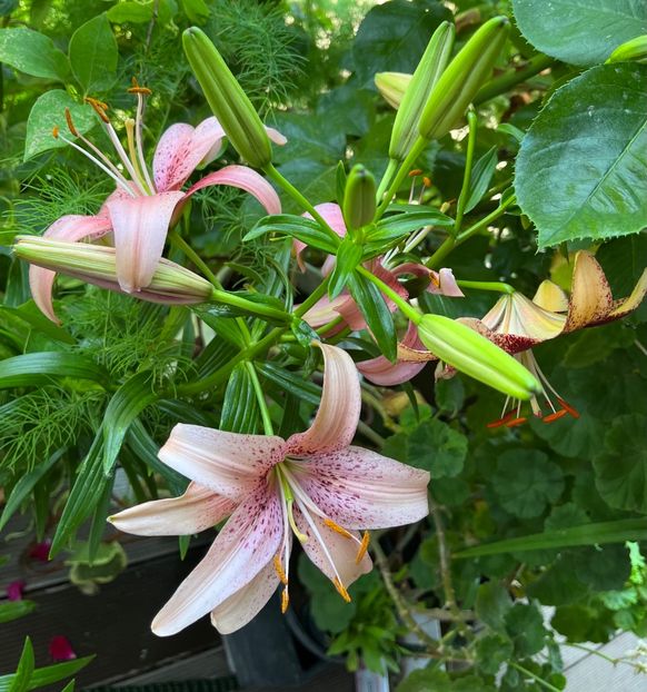 B148A7A8-EF31-4794-BAE5-E1E2F96A6482 - Crini 2016 2023