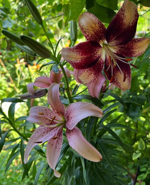 B9C8D533-B9AC-40F9-932D-780F0DF10A1B - Crini 2016 2023