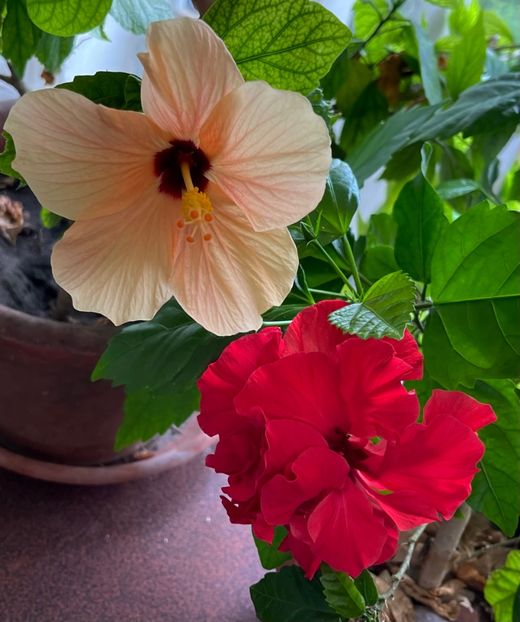 09DEFD44-C97A-49D9-9964-3240F868456A - Hibiscus